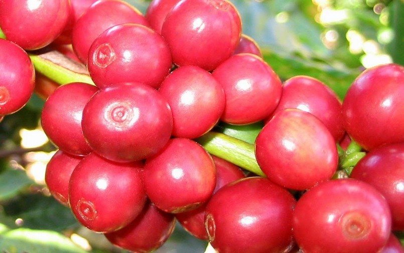 Giá nông sản hôm nay 8/4, giá cà phê biến động không đồng nhất trên hai sàn kỳ hạn trong tuần này. Giá nông sản hôm nay 8/4, giá cà phê biến động không đồng nhất trên hai sàn kỳ hạn trong tuần này.