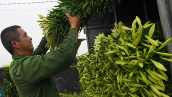 Tháng 4 gọi hoa loa kèn nở rộ, nhà vườn hối hả thu chục triệu mỗi ngày