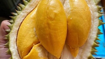 Sầu riêng Việt mải mê xuất khẩu, sầu riêng ngoại nhập lấn sân gây sốt với giá 4 triệu đồng mỗi trái