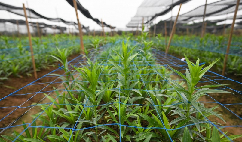 Để tiết kiệm thời gian cũng như chi phí nhân công, nhiều hộ dân đã lắp đặt hệ thống tưới nước tự động, đèn chiếu sáng giúp cho hoa phát triển một cách tốt nhất. 