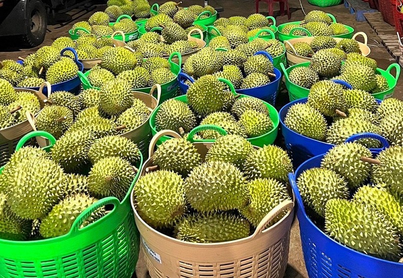 Sầu riêng ở miền Tây đa phần được xuất sang thị trường Trung Quốc.