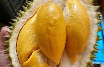 Sầu riêng Việt mải mê xuất khẩu, sầu riêng ngoại nhập lấn sân gây sốt với giá 4 triệu đồng mỗi trái
