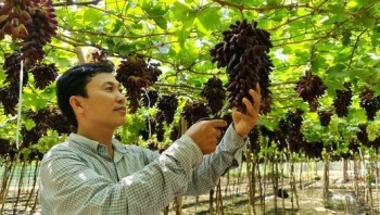 Người đầu tiên trồng thành công siêu phẩm nho đen ngoại nhập không hạt bán 300 nghìn đồng/kg