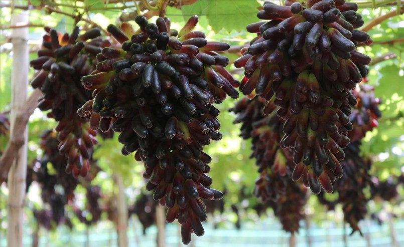 Giống nho ngón tay đen không hạt NH04-102 có hình dáng, màu sắc quả rất bắt mắt. 