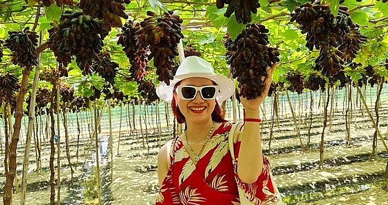 Nhiều vườn nho thu hút đông đúc du khách đến tham quan, chụp hình nhưng đây là lần đầu tiên, du khách có cơ hội ngắm nghía tận mắt chùm nho ngón tay không hạt trên vùng đất nắng gió.