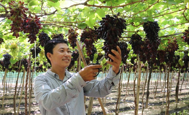Ông Nguyễn Đình Trí (xã Nhơn Sơn, huyện Ninh Sơn) chăm sóc vườn nho ngón tay đen không hạt.