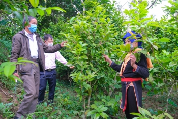 Quảng Ninh: Phát triển kinh tế rừng gắn với xây dựng nông thôn mới