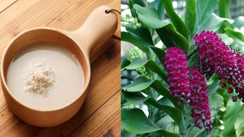 Nước vo gạo trồng hoa rất tốt nhưng tưới không đúng cách chỉ khiến nhà bốc mùi, thu hút côn trùng