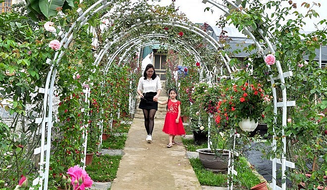 Lối vào vườn hồng cổ 6.000m2 ở Tuyên Quang như một phim trường.