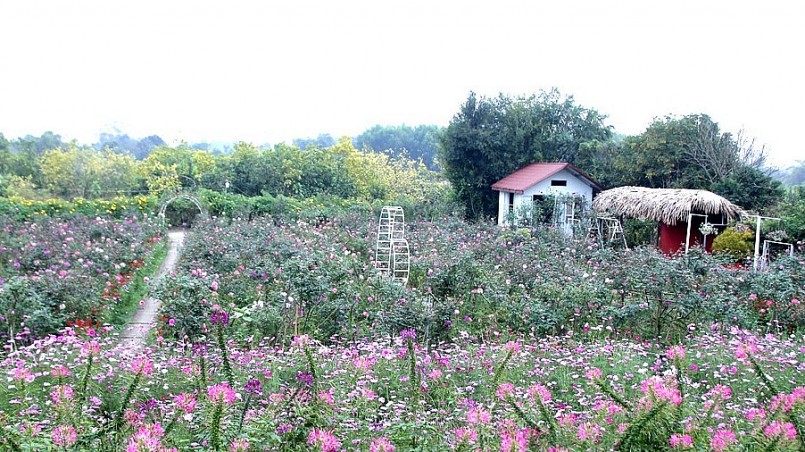 Ngoài hoa hồng, anh Đồng còn trồng nhiều loại hoa khác như cúc hoạ mi, túy điệp, dã quỳ, hoa giấy…