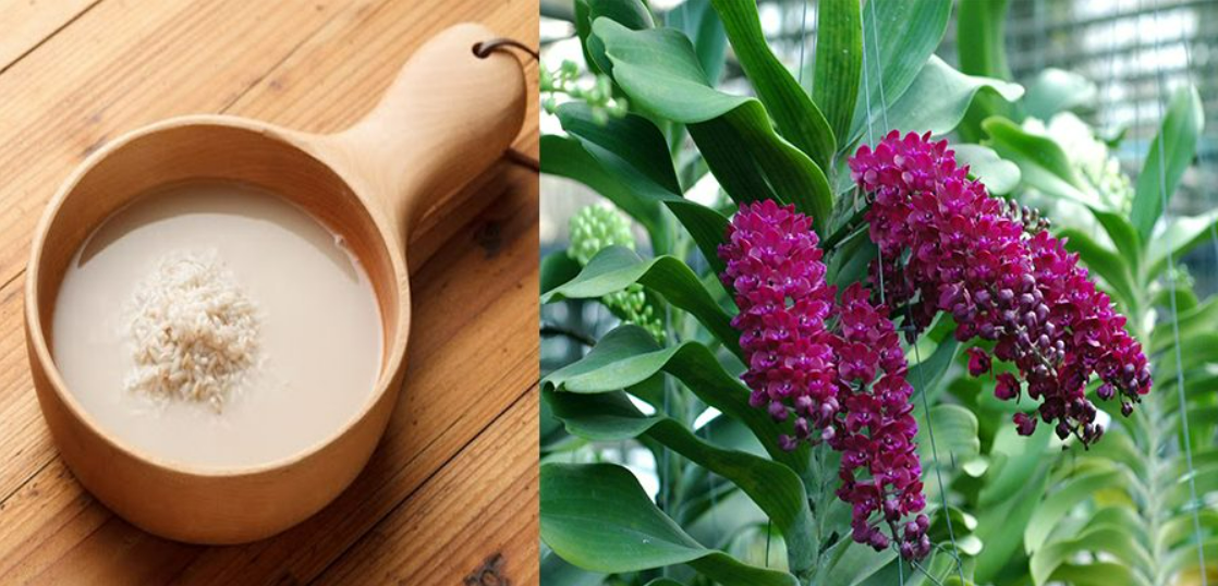Nước vo gạo trồng hoa rất tốt nhưng tưới không đúng cách chỉ khiến nhà bốc mùi, thu hút côn trùng