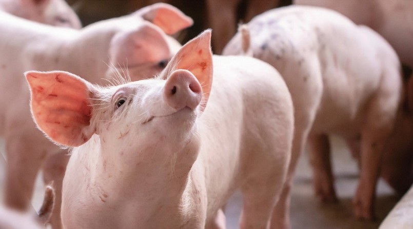 Giá heo hơi hôm nay 9/4 khép lại một tuần khó khăn khi giá neo ở mức 48.000 đến 52.000 đồng/kg. Giá heo hơi hôm nay 9/4 khép lại một tuần khó khăn khi giá neo ở mức 48.000 đến 52.000 đồng/kg.