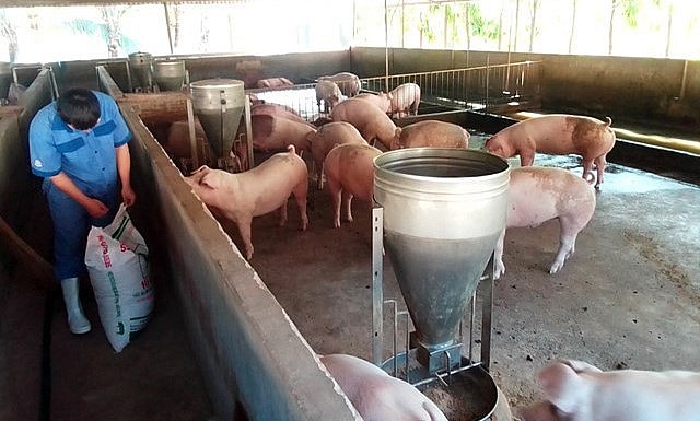 Giá heo hơi hôm nay 9/4 khiến người chăn nuôi thua lỗ và chờ đợi những giải pháp hỗ trợ hiệu quả. Giá heo hơi hôm nay 9/4 khiến người chăn nuôi thua lỗ và chờ đợi những giải pháp hỗ trợ hiệu quả.