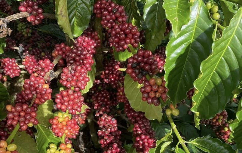 Giá nông sản hôm nay 9/4, giá cà phê biến động với những phiên rung lắc mạnh tăng 2.000 đồng/kg so với đầu tuần. Giá nông sản hôm nay 9/4, giá cà phê biến động với những phiên rung lắc mạnh tăng 2.000 đồng/kg so với đầu tuần.