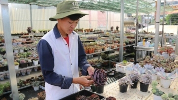 9X bỏ đại học về trồng loại cây không thân chỉ có lá, lộ tuyệt chiêu kiếm 100 triệu mỗi tháng