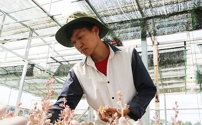 Sau khi nghỉ học, Luân bắt đầu tìm hiểu việc trồng sen đá để mưu sinh.