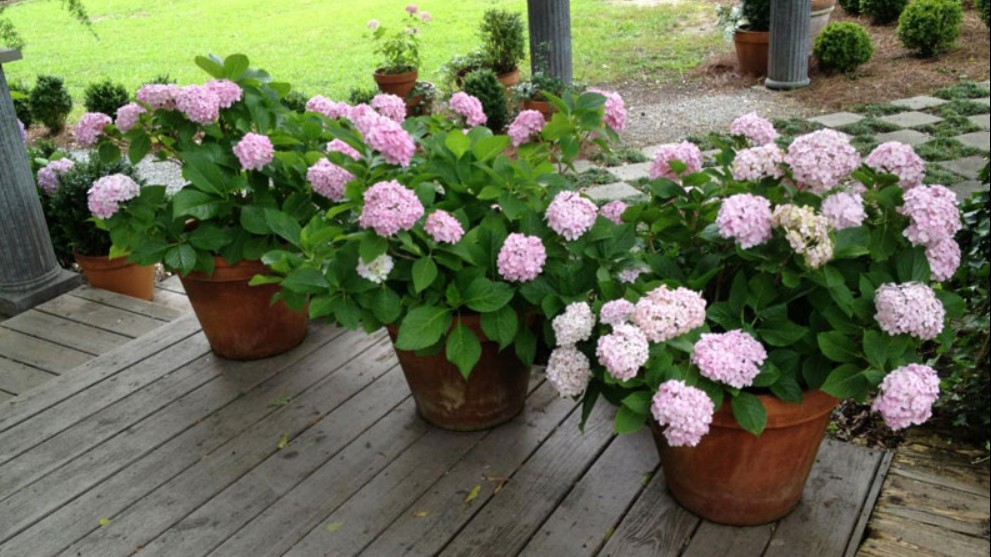 Nhanh tay đem 6 loại hoa này ra ngoài, gió thổi “nắng tươi” sẽ nở thành biển hoa rực rỡ