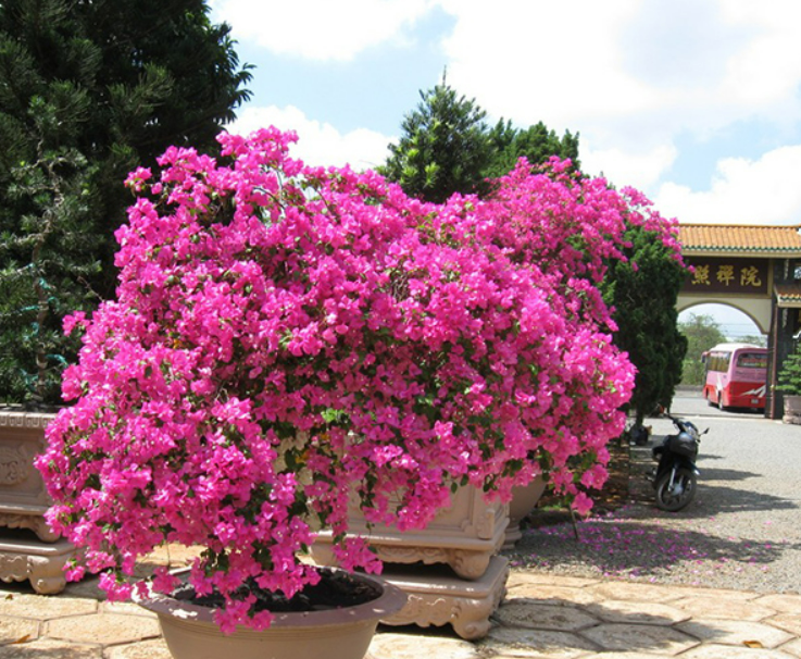 Nhanh tay đem 6 loại hoa này ra ngoài, gió thổi “nắng tươi” sẽ nở thành biển hoa rực rỡ