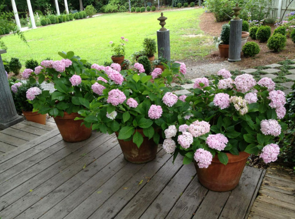 Nhanh tay đem 6 loại hoa này ra ngoài, gió thổi “nắng tươi” sẽ nở thành biển hoa rực rỡ