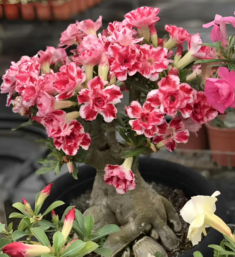 Nhanh tay đem 6 loại hoa này ra ngoài, gió thổi “nắng tươi” sẽ nở thành biển hoa rực rỡ