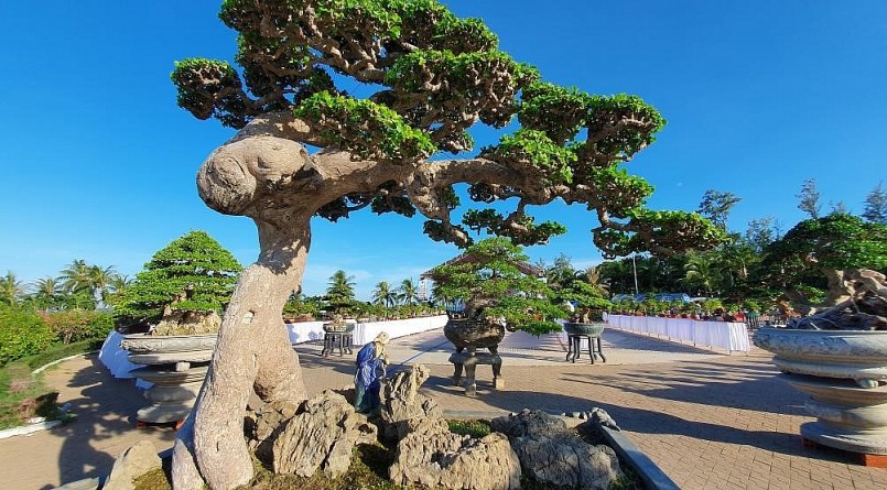 Siêu phẩm duối cổ thụ "Thế võ Bình Định" xứng tầm báu vật chủ nhân ra giá 4 - 5 tỷ đồng