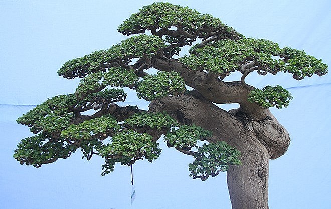 Siêu phẩm duối cổ thụ "Thế võ Bình Định" xứng tầm báu vật chủ nhân ra giá 4 - 5 tỷ đồng