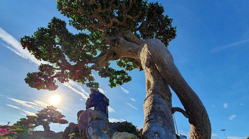 Siêu phẩm duối cổ thụ "Thế võ Bình Định" xứng tầm báu vật chủ nhân ra giá 4 - 5 tỷ đồng