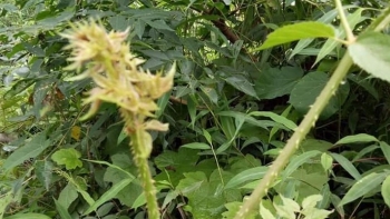 Đinh lăng gai chỉ là rau dại có cần lạ lẫm thế không, lại còn mùi vị như sâm bảo sao không gây sốt?