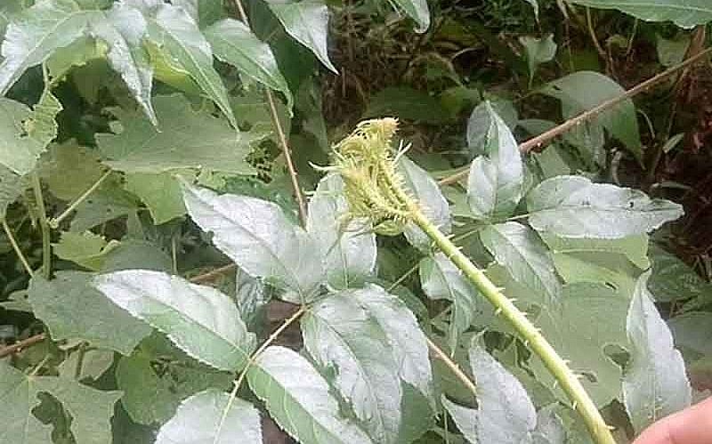 Loại cây vốn mọc hoang đinh lăng gai hay đơn châu chấu được sử dụng là loại rau ví như nhân sâm của người nghèo.