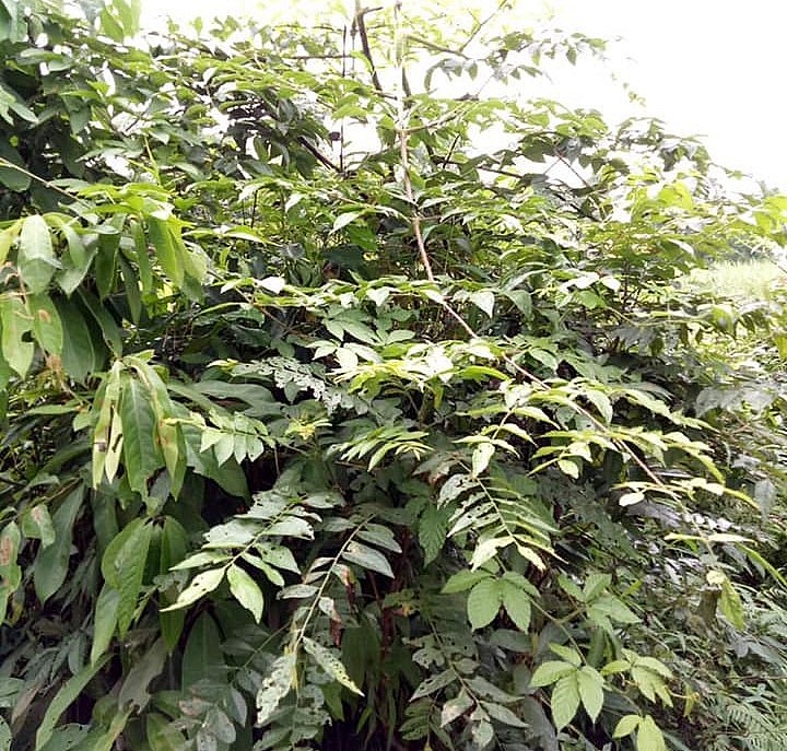 Đinh lăng gai như cây bụi mọc hoang trong rừng.