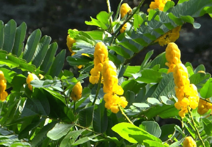 Cây muồng trâu là loài thực vật thân nhỡ, chiều cao trong khoảng 1.5 – 3m và có lá kép lông chim