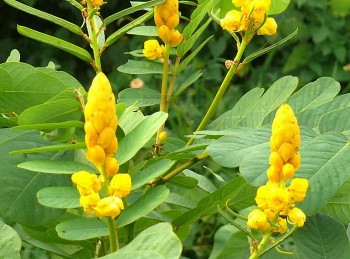 Muồng trâu - dược liệu “thần kì” trong điều trị táo bón, hắc lào