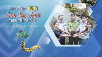 Hà Nội: Tổ chức tuần lễ "Nhận diện đúng Sâm Ngọc Linh trên thị trường"