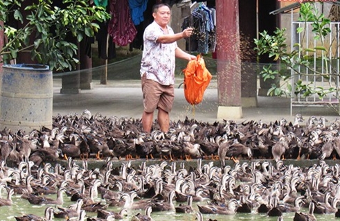 Mô hình nuôi vịt trời bay như chim của gia đình anh Sơn