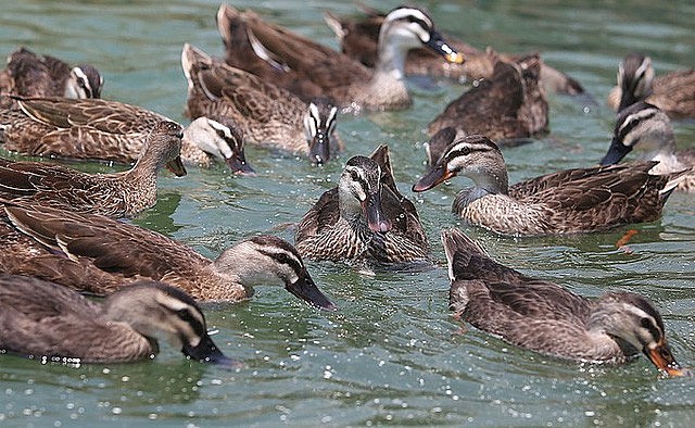 Nuôi vịt trời mang lại lợi nhuận cao