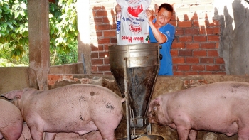 Giá heo hơi hôm nay 10/4: Chưa thoát đáy 48.000 đồng, vì sao 'thủ phủ' nuôi heo đồng loạt bỏ nghề?