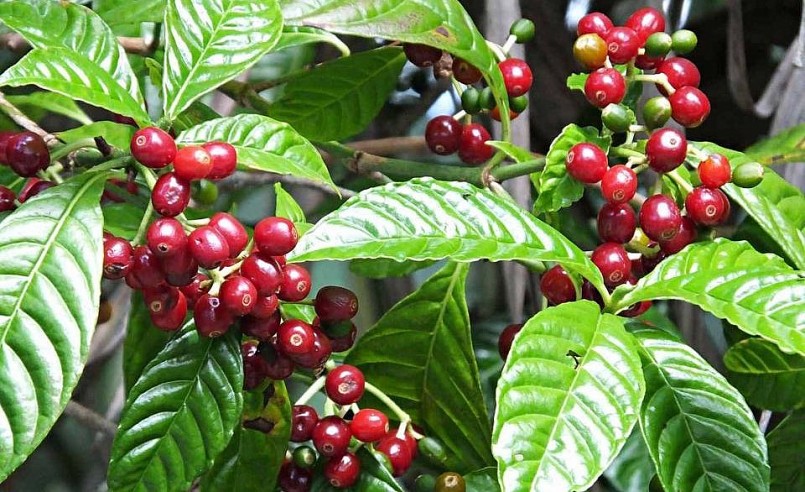 Giá nông sản hôm nay 10/4, sau kỳ nghỉ, sàn kỳ hạn hoạt động trở lại với những biến động trái chiều.