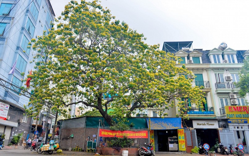 Cây hoa bún còn có tên gọi khác là bạch hoa hay màn màn.