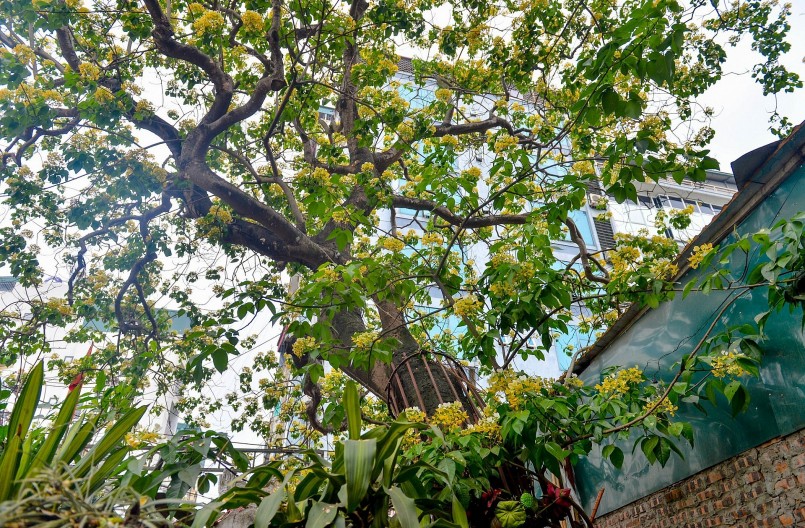 Dịp này cây hoa bún cổ thụ 300 tuổi hiếm có ở Hà Nội bắt đầu nở hoa.