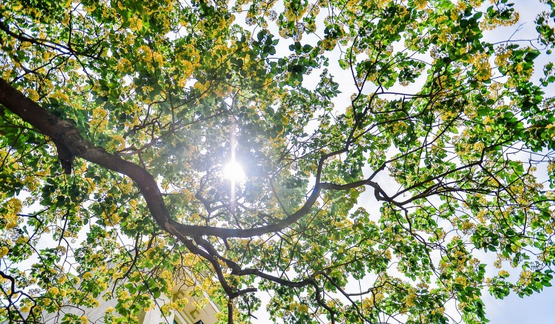 Khi nở, nhụy hoa có hình dáng giống với sợi bún.