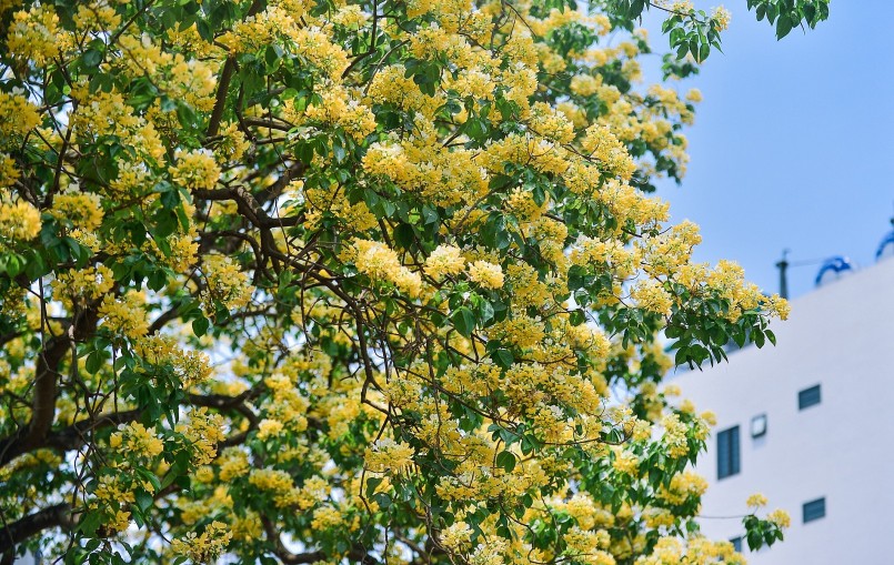 Hoa bún mọc thành từng chùm phía đầu cành, đung đưa trước gió.