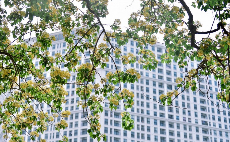 Đây cũng là cây hoa bún cổ thụ hiếm hoi tại Hà Nội.