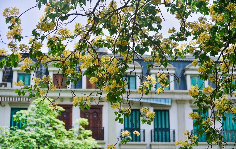 Hoa bún có 2 màu đặc trưng là màu vàng và trắng với mùi thơm dễ chịu. 