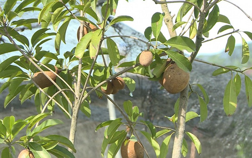 Giống hồng xiêm xoài