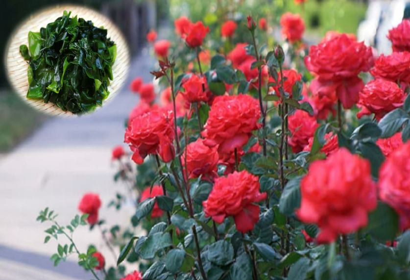 Trồng hoa hồng phát triển chậm, tưới 8 loại nước “thần thánh” này chồi nụ bật ầm ầm, hoa nở rực rỡ