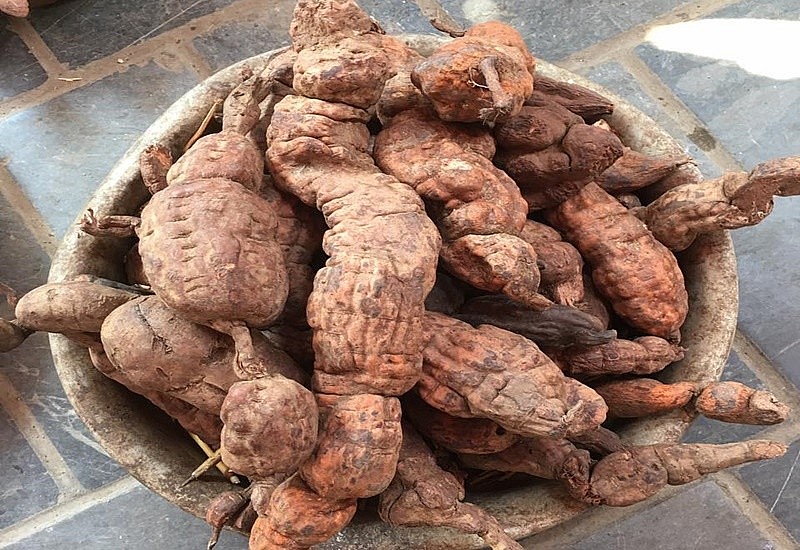 Hà thủ ô có nhiều công dụng, rất tốt cho sức khỏe