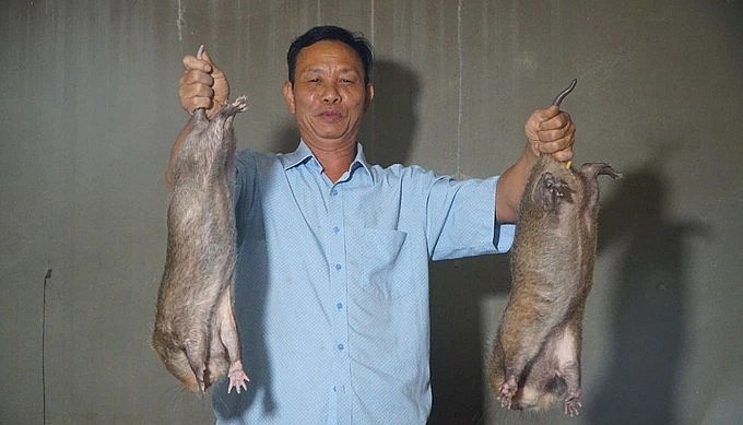 Ông Lê Trọng Lệ thành công với mô hình nuôi dúi má hồng Thái Lan.