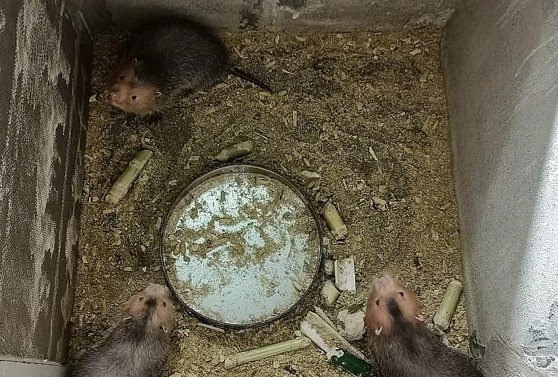 Dúi ăn tre, mía, ngô và được lắp điều hòa, mùa đông được nằm lò sưởi.