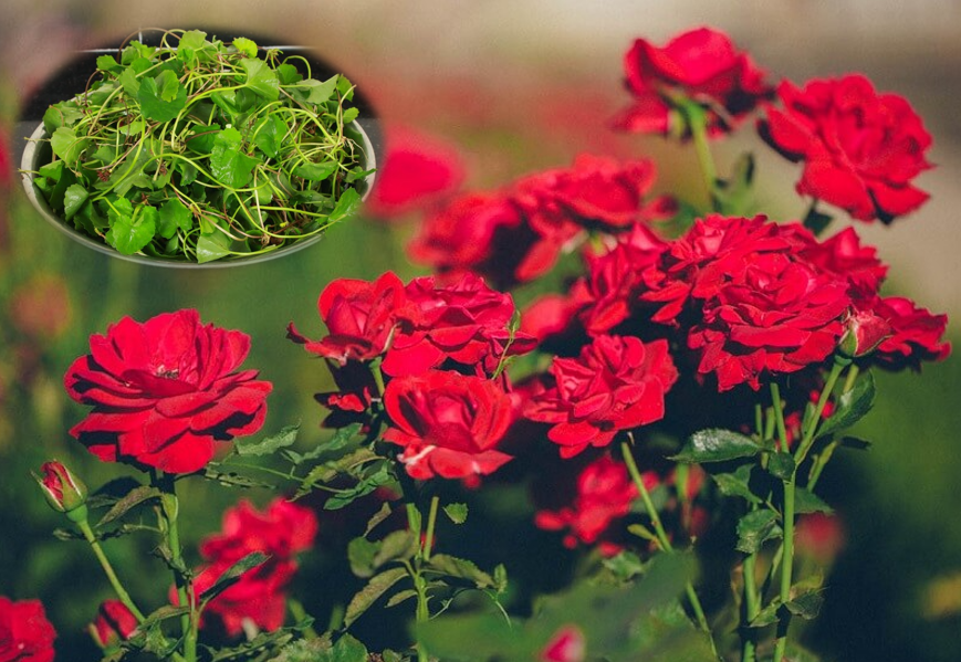 Trồng hoa hồng phát triển chậm, tưới 8 loại nước “thần thánh” này chồi nụ bật ầm ầm, hoa nở rực rỡ