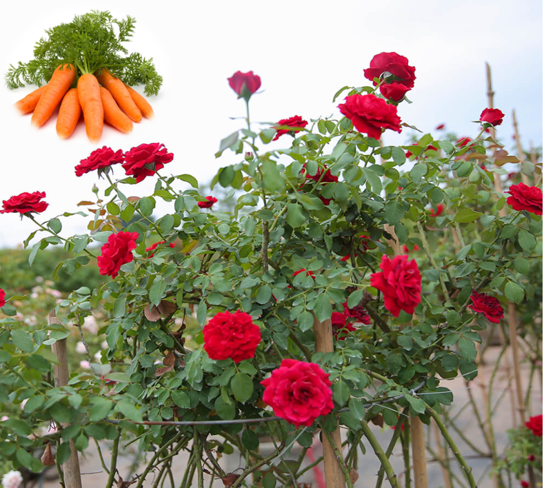 Trồng hoa hồng phát triển chậm, tưới 8 loại nước “thần thánh” này chồi nụ bật ầm ầm, hoa nở rực rỡ